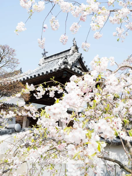 在日本的一座佛寺里 樱花盛开 — 图库照片