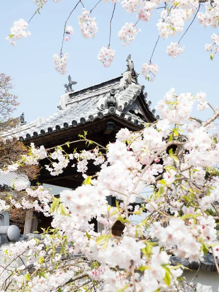 在日本的一座佛寺里 樱花盛开 — 图库照片