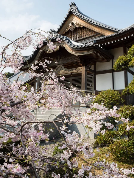 在日本的一座佛寺里 樱花盛开 — 图库照片