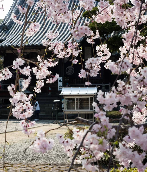 日本德岛 2018年4月2日 奇佐治的樱花 寺号5 石口朝圣 — 图库照片