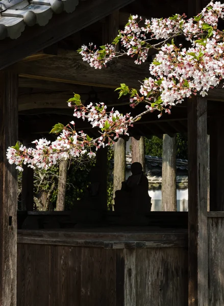 在日本的一座佛寺里 樱花盛开 — 图库照片