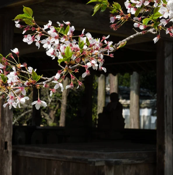 在日本的一座佛寺里 樱花盛开 — 图库照片