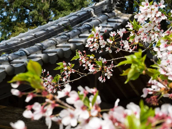 Ανθίζει Κερασιάς Ένα Βουδιστικό Ναό Στην Ιαπωνία — Φωτογραφία Αρχείου