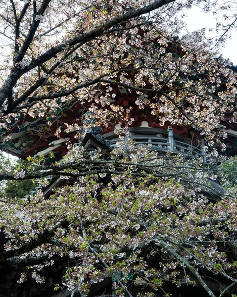 Kwiat Wiśni Kumadaniji Świątynia Pielgrzymki Shikoku Prefektura Tokushima Japonia — Zdjęcie stockowe