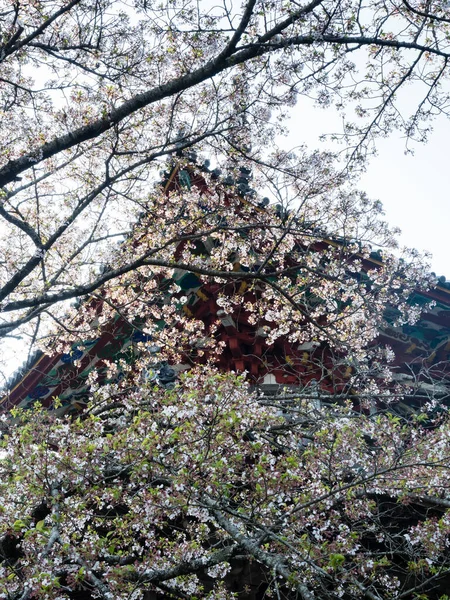 Kersenbloesems Kumadaniji Tempel Nummer Van Shikoku Bedevaart Tokushima Prefectuur Japan — Stockfoto