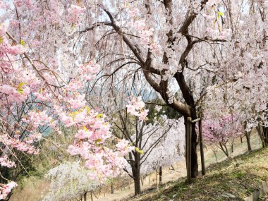 Shosanji yakınlarındaki Shikoku adasının dağlarında çiçek açan kiraz ağaçları, Shikoku hacının 12 numaralı tapınağı - Tokushima vilayeti, Japonya