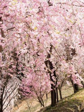 Shosanji yakınlarındaki Shikoku adasının dağlarında çiçek açan kiraz ağaçları, Shikoku hacının 12 numaralı tapınağı - Tokushima vilayeti, Japonya