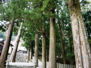Shosanji 'nin bahçesindeki yaşlı ağaçlar, Shikoku' nun 12 numaralı tapınağı - Tokushima Bölgesi, Japonya