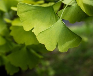 Bir dalda yeşil gingko biloba yaprakları yakın çekim