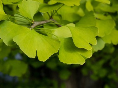 Bir dalda yeşil gingko biloba yaprakları yakın çekim