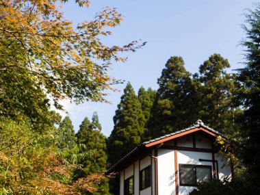 Aso-Kuju Ulusal Parkı 'nın bir parçası olan Shirakawa Springs' te akçaağaç yaprakları renk değiştirmeye başlıyor - Kumamoto ili, Japonya