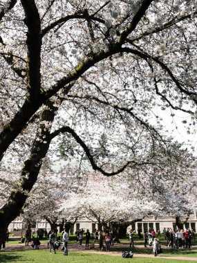 Seattle, ABD - 20 Mart 2018: Washington Üniversitesi kampüsünde çiçek açan kiraz ağaçları