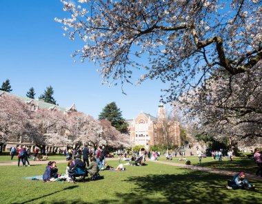 Seattle, ABD - 20 Mart 2018: Washington Üniversitesi kampüsünde kiraz çiçeklerinin tadını çıkaran insanlar