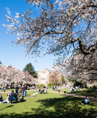 Seattle, ABD - 20 Mart 2018: Washington Üniversitesi kampüsünde kiraz çiçeklerinin tadını çıkaran insanlar