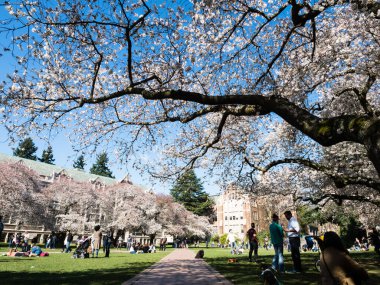 Seattle, ABD - 20 Mart 2018: Washington Üniversitesi kampüsünde kiraz çiçeklerinin tadını çıkaran insanlar