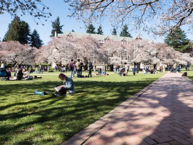 Seattle, ABD - 20 Mart 2018: Washington Üniversitesi kampüsünde kiraz çiçeklerinin tadını çıkaran insanlar