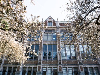 Üniversite kampüsünde çiçek açan kiraz ağaçları - Seattle, WA, ABD