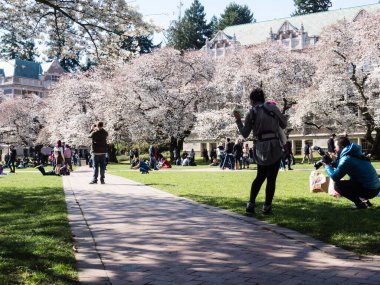 Seattle, ABD - 20 Mart 2018: Washington Üniversitesi kampüsünde kiraz çiçeklerinin tadını çıkaran insanlar