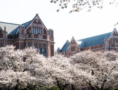 Üniversite kampüsünde çiçek açan kiraz ağaçları - Seattle, WA, ABD