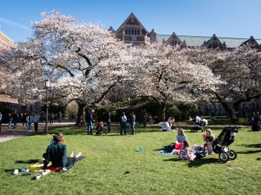 Seattle, ABD - 20 Mart 2018: Washington Üniversitesi kampüsünde kiraz çiçeklerinin tadını çıkaran insanlar