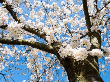 Üniversite kampüsünde mavi gökyüzüne karşı kiraz çiçekleri - Seattle, WA, ABD