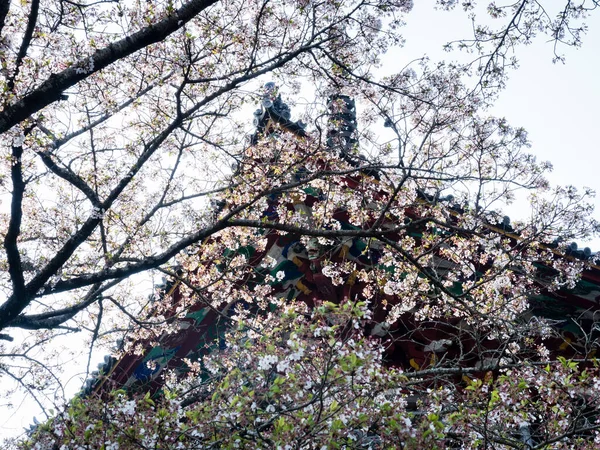 Kersenbloesems Kumadaniji Tempel Nummer Van Shikoku Bedevaart Tokushima Prefectuur Japan — Stockfoto