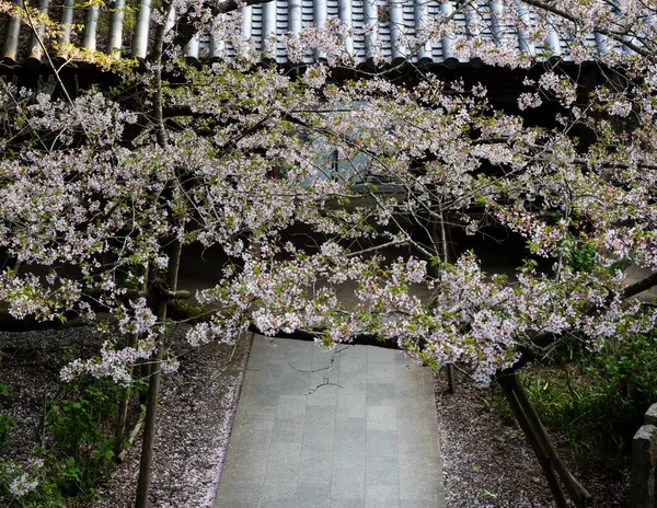 位于日本岛县石口朝圣寺8号Kumadaniji的樱花盛开 — 图库照片