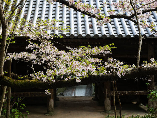 Fleurs Cerisier Kumadaniji Temple Numéro Pèlerinage Shikoku Préfecture Tokushima Japon — Photo