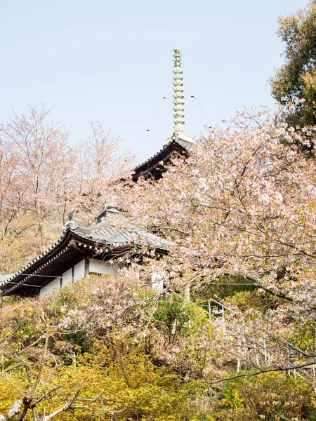 在日本德岛市石口朝圣十号庙宇里 樱花盛开 — 图库照片