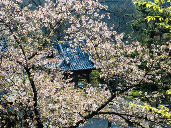 在日本德岛市石口朝圣十号庙宇里 樱花盛开 — 图库照片