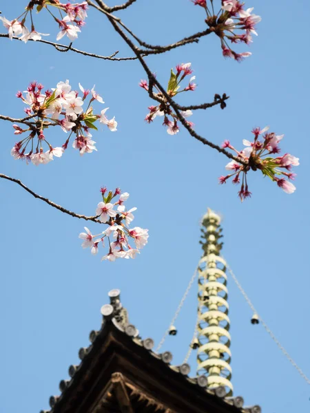 在日本德岛市石口朝圣十号庙宇里 樱花盛开 — 图库照片