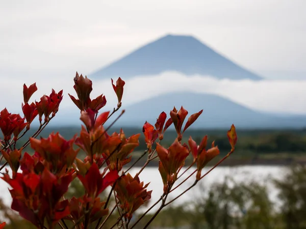 Feuillage Automne Silhouette Mont Fuji Lac Shojiko Des Cinq Lacs — Photo