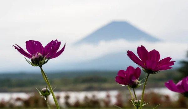Cosmos Flores Silueta Del Monte Fuji Lago Shojiko Uno Los — Foto de Stock