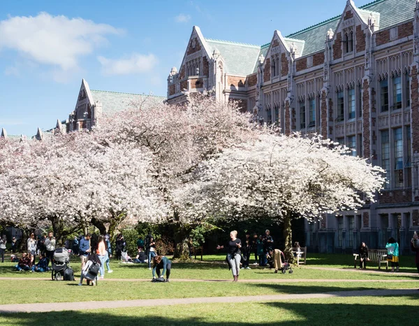 Seattle, ABD - 20 Mart 2018: Washington Üniversitesi kampüsünde çiçek açan kiraz ağaçları