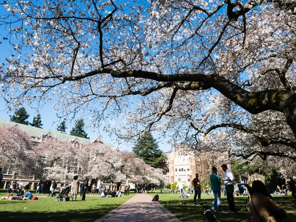 Seattle, ABD - 20 Mart 2018: Washington Üniversitesi kampüsünde kiraz çiçeklerinin tadını çıkaran insanlar