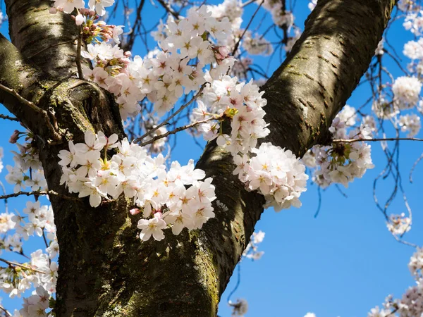Cherry Blossoms Blue Sky University Campus Seattle Usa — Stock Photo, Image