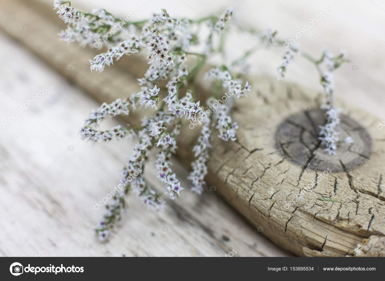 Download 9900 Koleksi Gambar Flora Dan Geometris Paling Baru Gratis HD