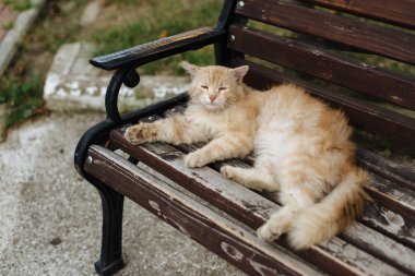 çok üzgün evsiz kedi