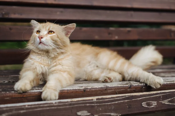 非常に悲しいホームレス猫 — ストック写真