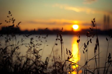 Günbatımı sırasında çimen