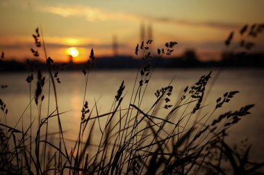 Günbatımı sırasında çimen