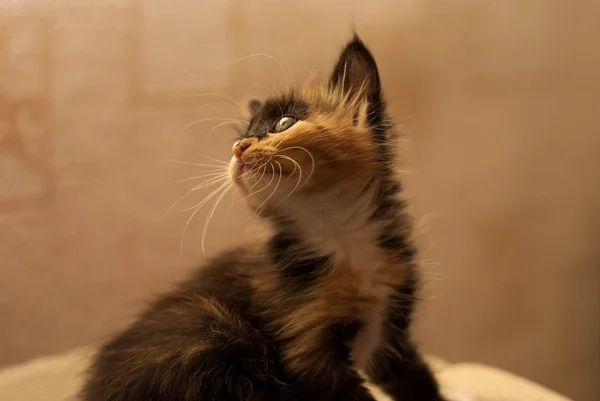 A small kitten looks up — Stock Photo, Image