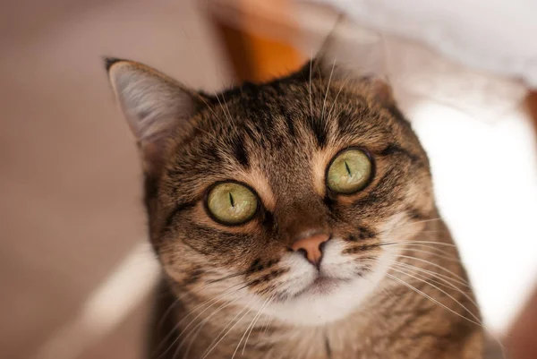 Stor randig katt som tittar på dig — Stockfoto