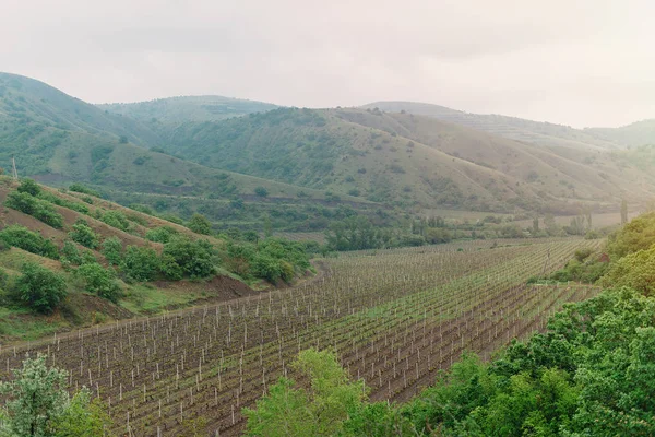 Виноградники Крыма — стоковое фото