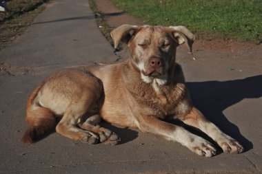 Evsiz, üzgün köpek. 