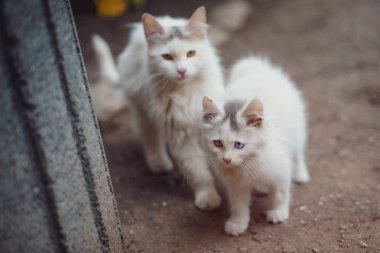 Çok renkli gözlü evsiz kedi