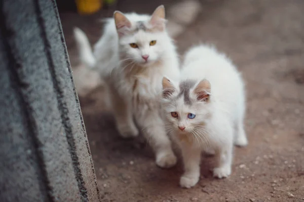 複数色の目を持つホームレス猫 — ストック写真