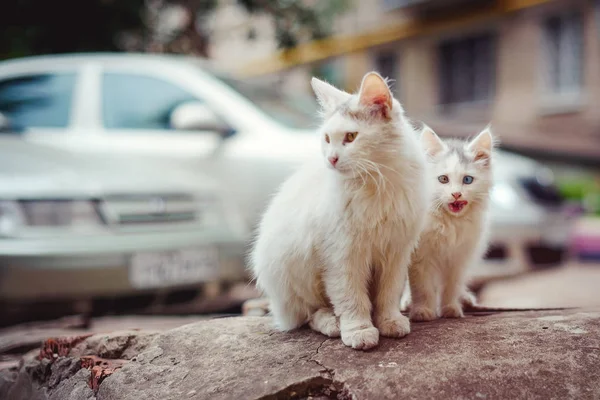 Gato sem-teto com olhos multicoloridos — Fotografia de Stock