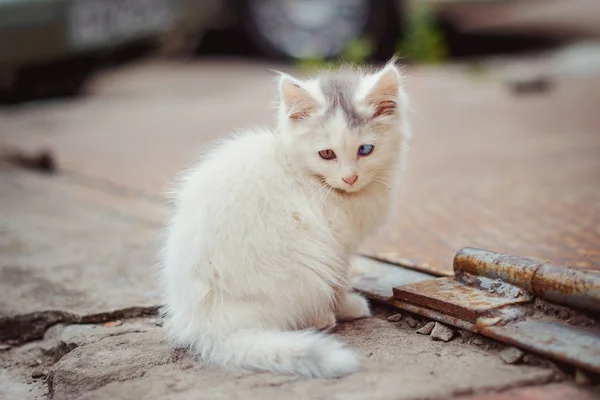 Gato sem-teto com olhos multicoloridos — Fotografia de Stock