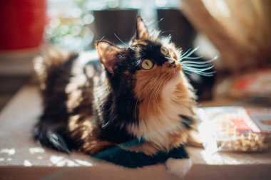 Üç renkli bir kedi, güneş ışığıyla çevrili bir masada oturuyor.